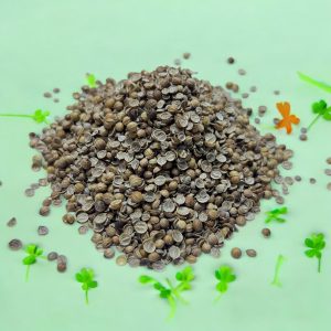 CORIANDER SEEDS
